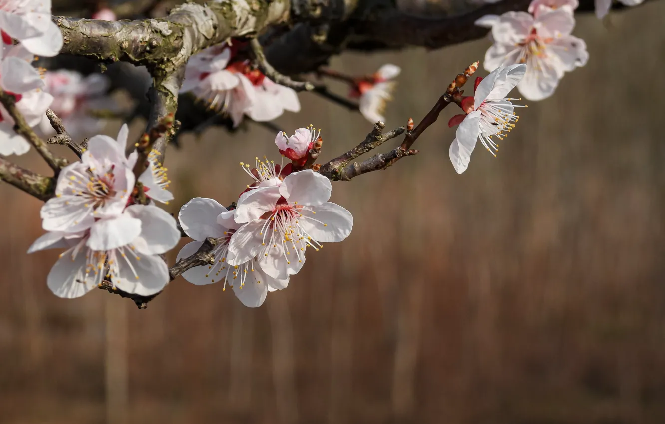 Photo wallpaper flowers, branches, nature, spring, drain
