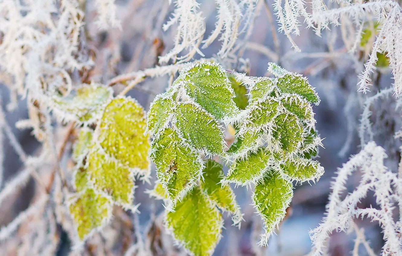 Photo wallpaper winter, frost, leaves, macro, snow, trees, branches, nature