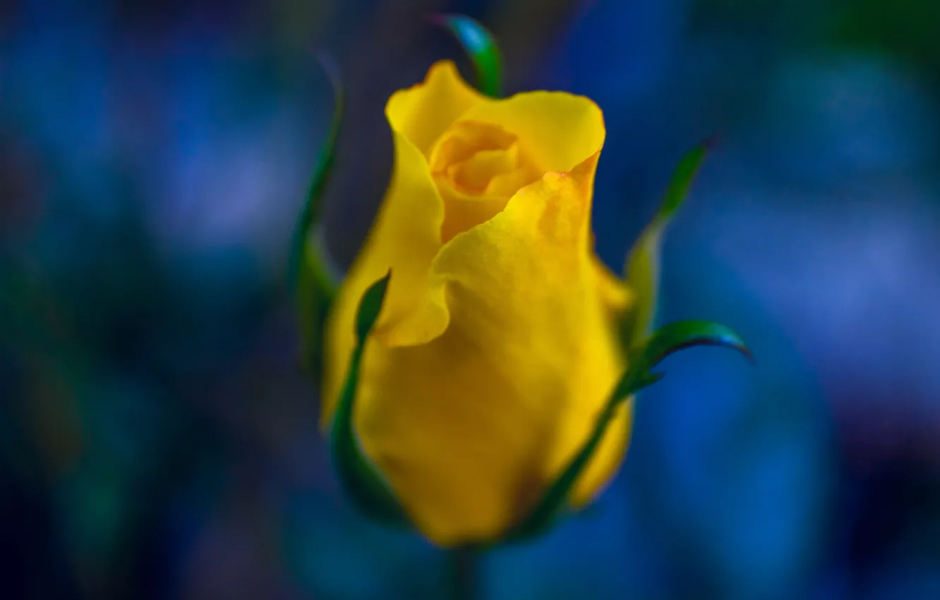 Photo wallpaper macro, roses, petals, buds