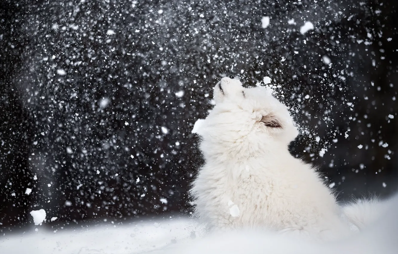 Photo wallpaper winter, snow, dog, Samoyed
