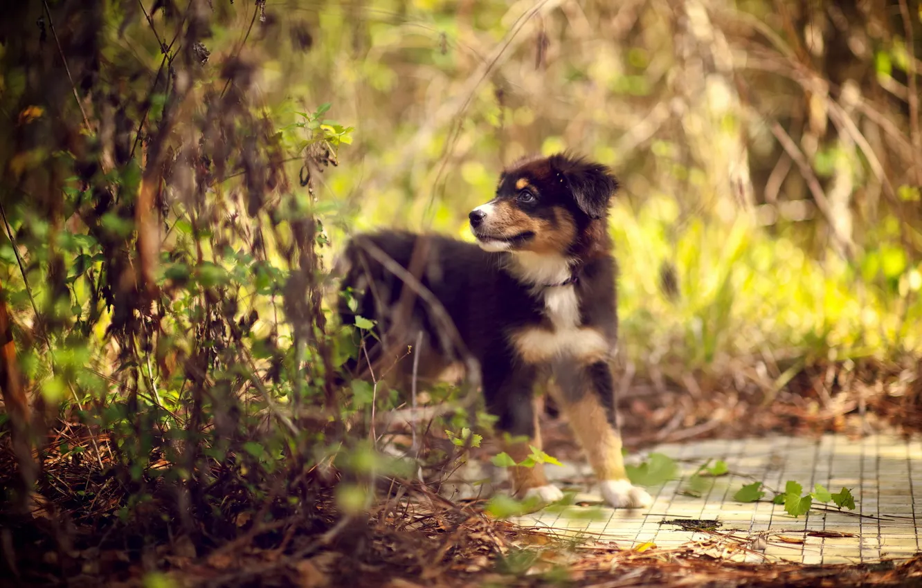 Photo wallpaper forest, dog, puppy