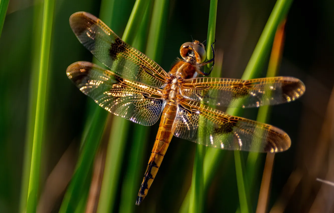 Photo wallpaper grass, macro, light, stems, wings, dragonfly, insect, bokeh