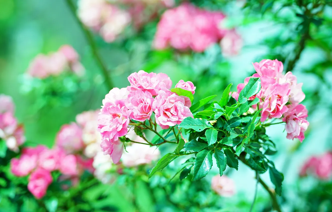 Photo wallpaper greens, leaves, flowers, branches, roses, pink, a lot, bokeh