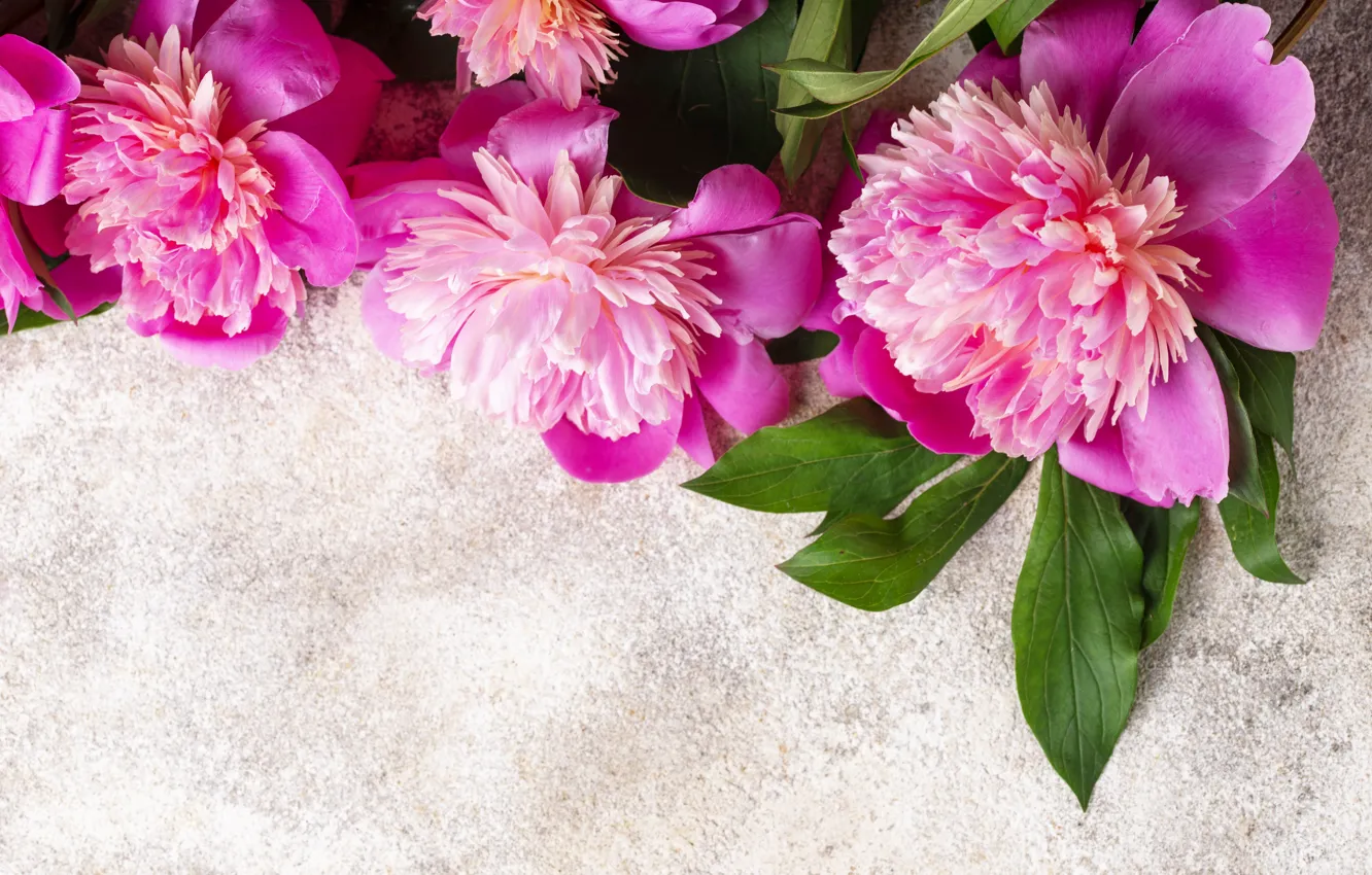 Photo wallpaper flowers, pink, pink, flowers, peonies, peonies