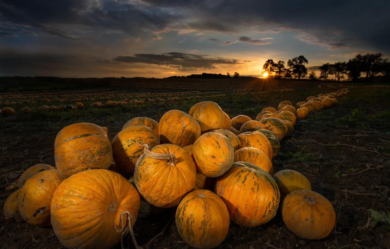 Photo wallpaper field, sunset, pumpkin