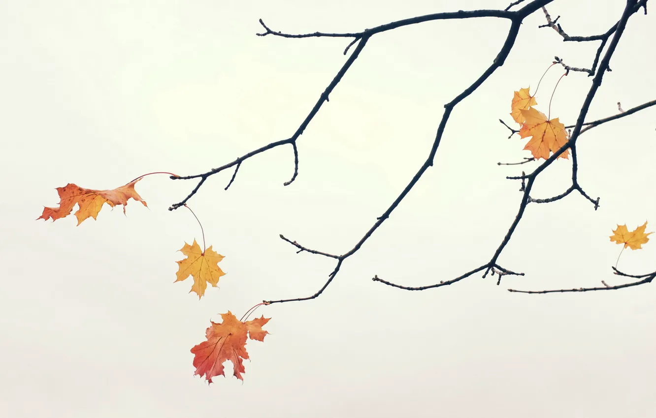 Photo wallpaper leaves, branches, background