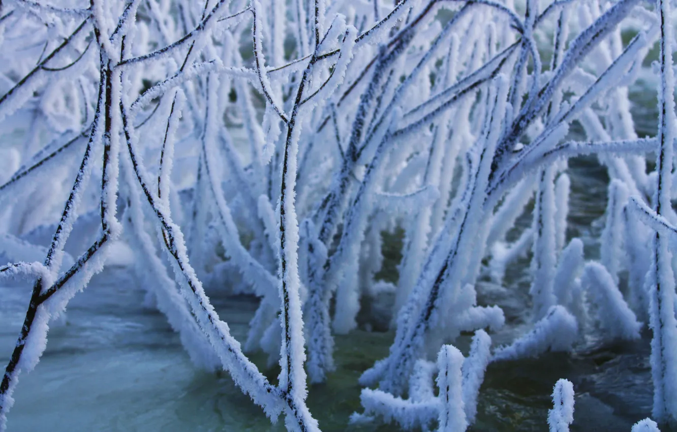 Photo wallpaper winter, frost, frost, the bushes