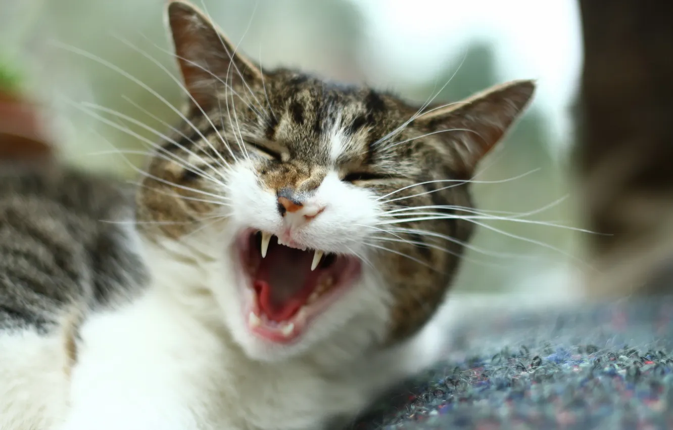 Photo wallpaper cat, macro, Creek