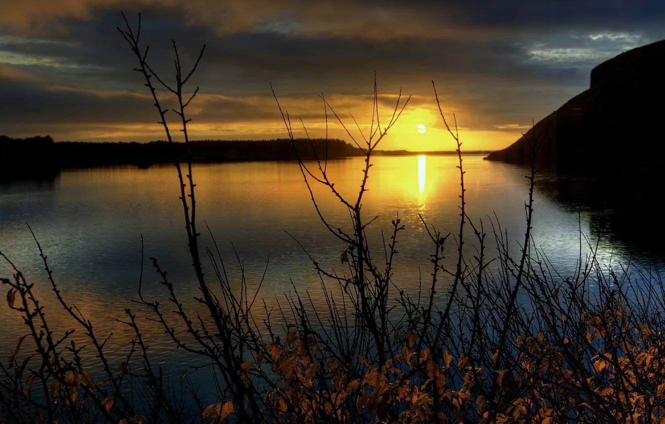 Photo wallpaper forest, sunset, branches, lake