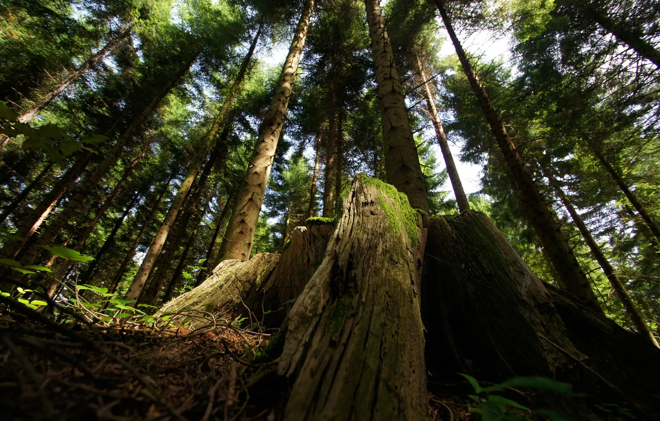 Photo wallpaper forest, nature, roots, shadow