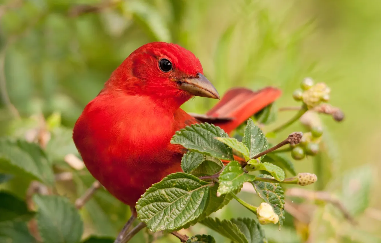 Photo wallpaper leaves, branches, nature, bird, color