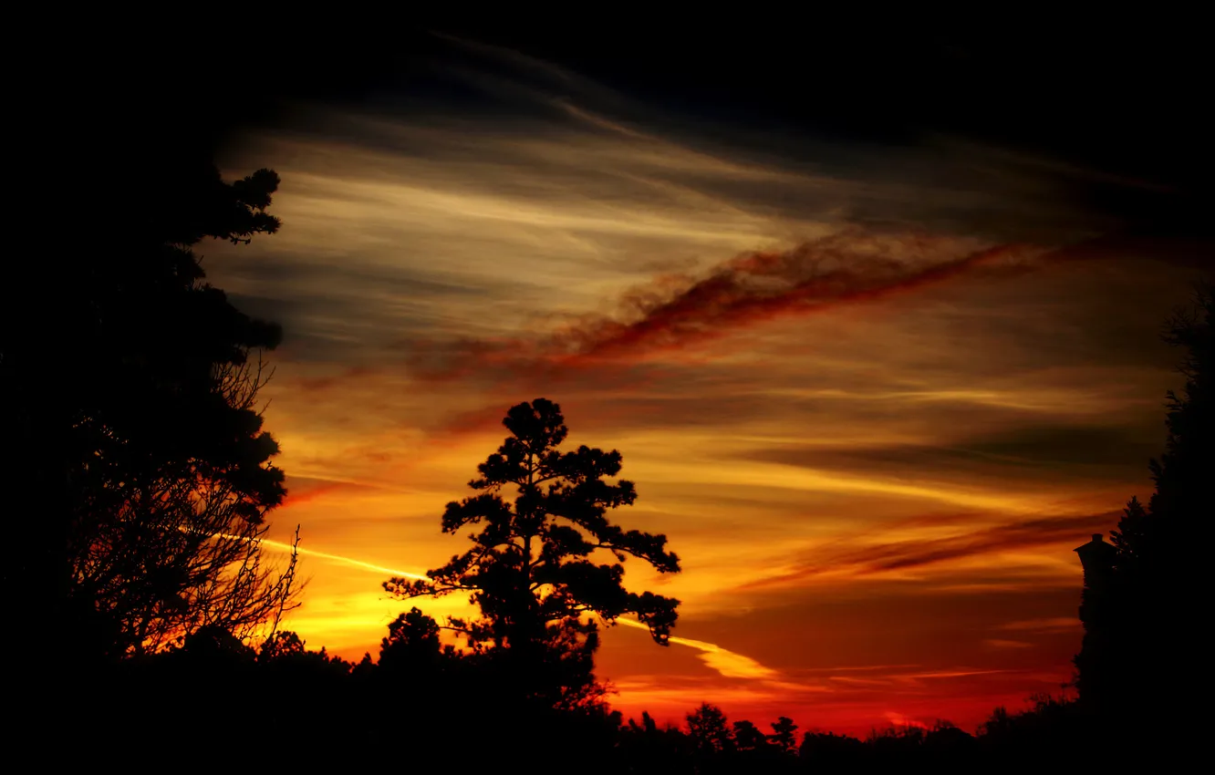 Photo wallpaper trees, sunset, dark, the evening, silhouette