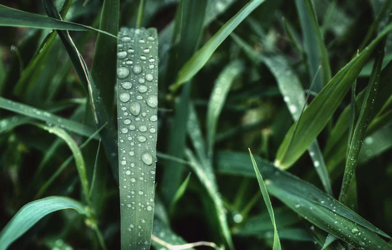 Photo wallpaper grass, drops, nature, Rosa, green, plant, grass, wet