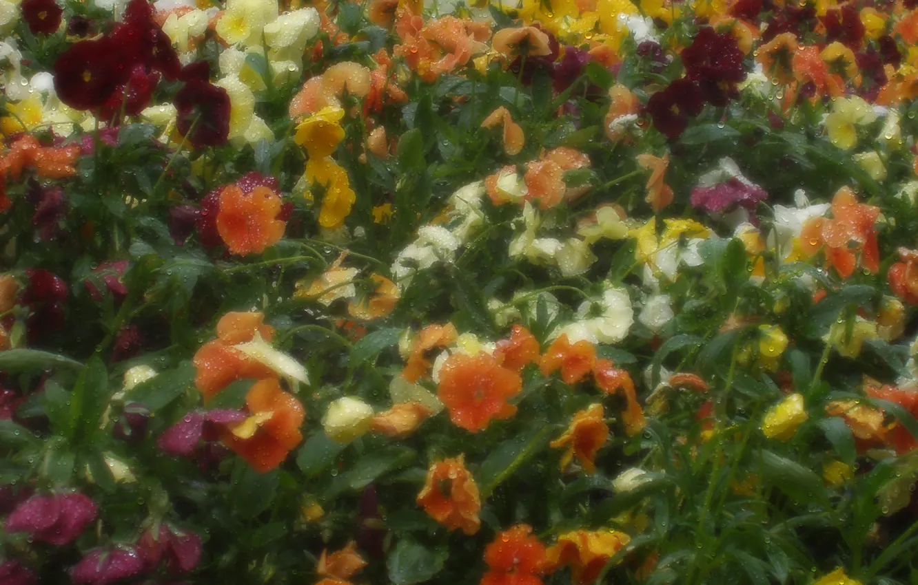 Photo wallpaper greens, drops, flowers, Rosa, figure
