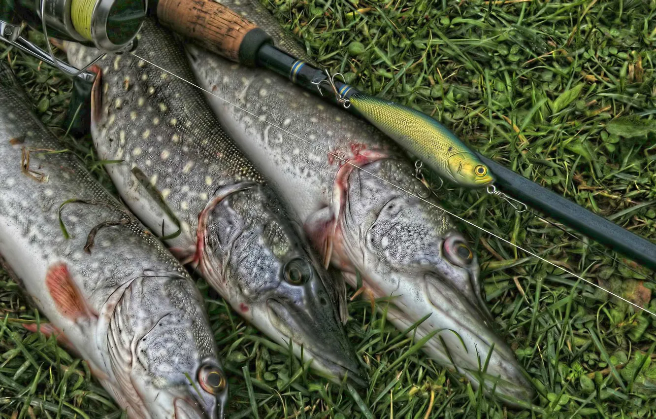 Photo wallpaper grass, green, background, fishing, fish, catch, tackle, pike