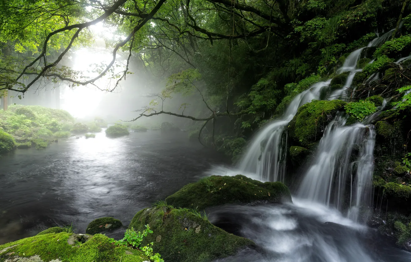 Photo wallpaper trees, branches, nature, fog, river, stones, waterfall, moss