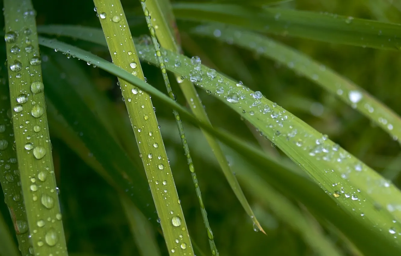 Photo wallpaper drops, droplets, Rosa, desktop, green leaves