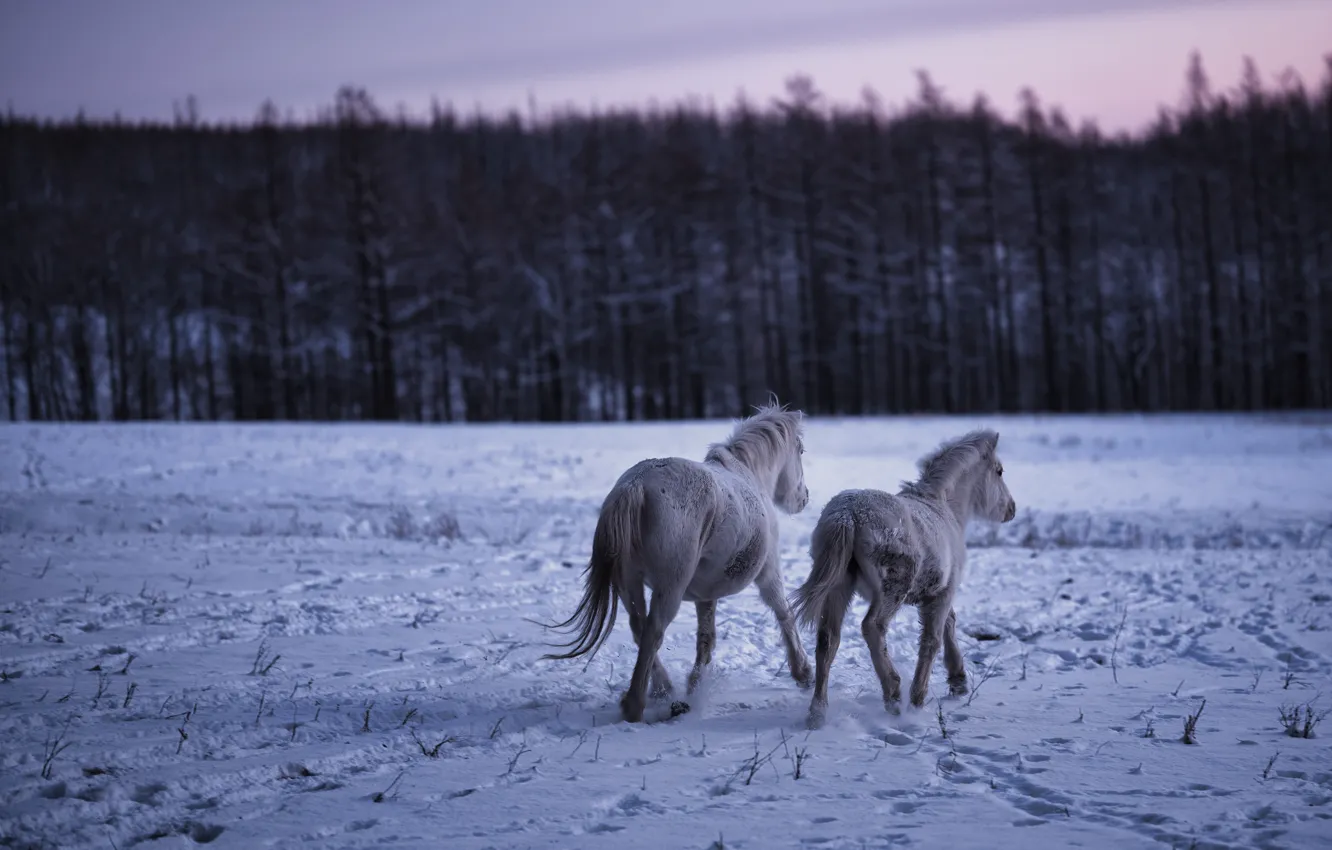 Photo wallpaper winter, nature, horse, horse