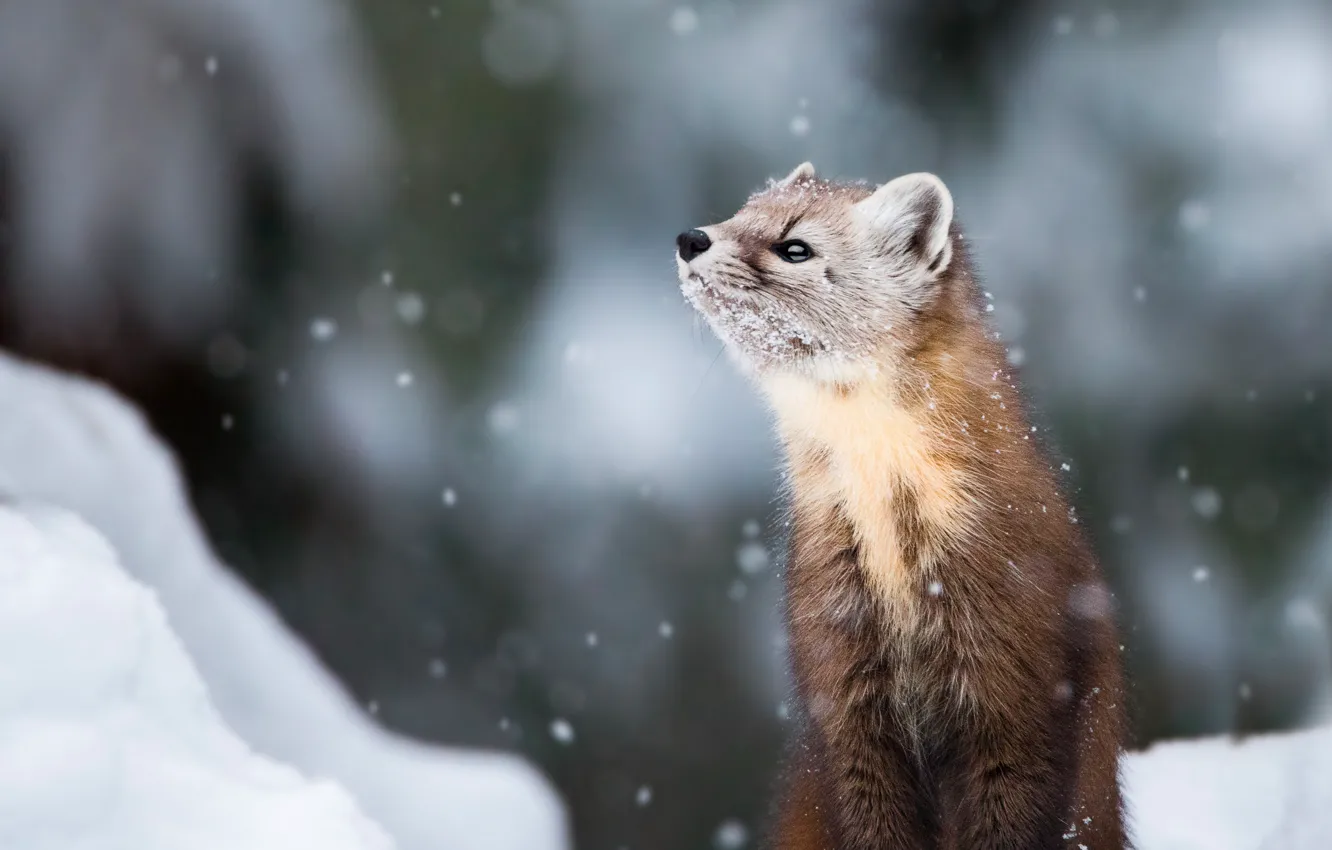 Photo wallpaper winter, look, snow, nature, pose, background, snowfall, bokeh