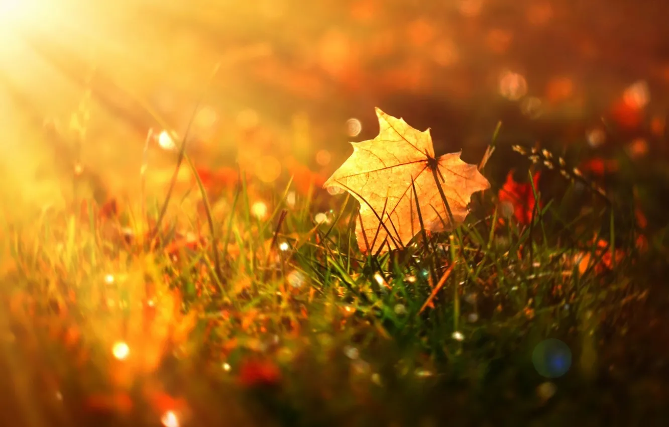 Photo wallpaper autumn, grass, leaves, Rosa, the rays of the sun