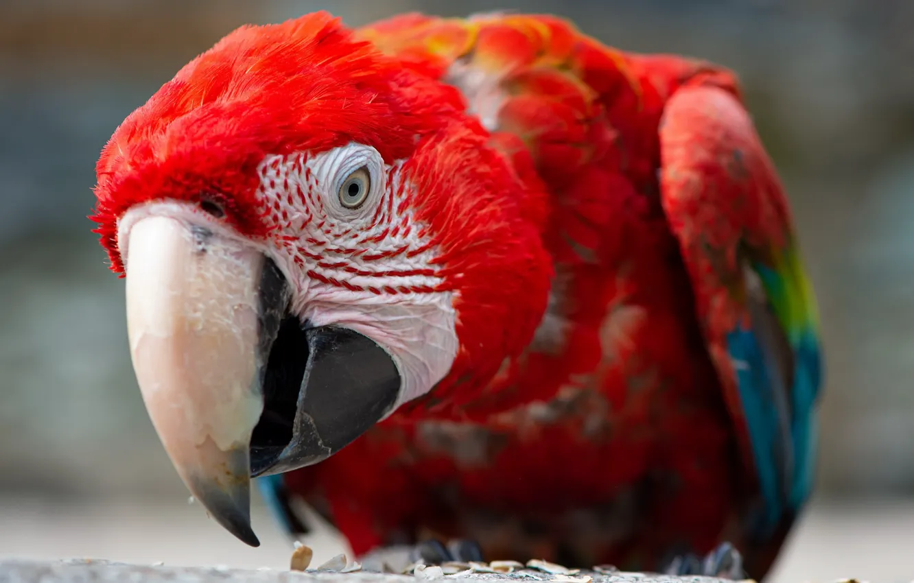 Photo wallpaper background, bird, parrot