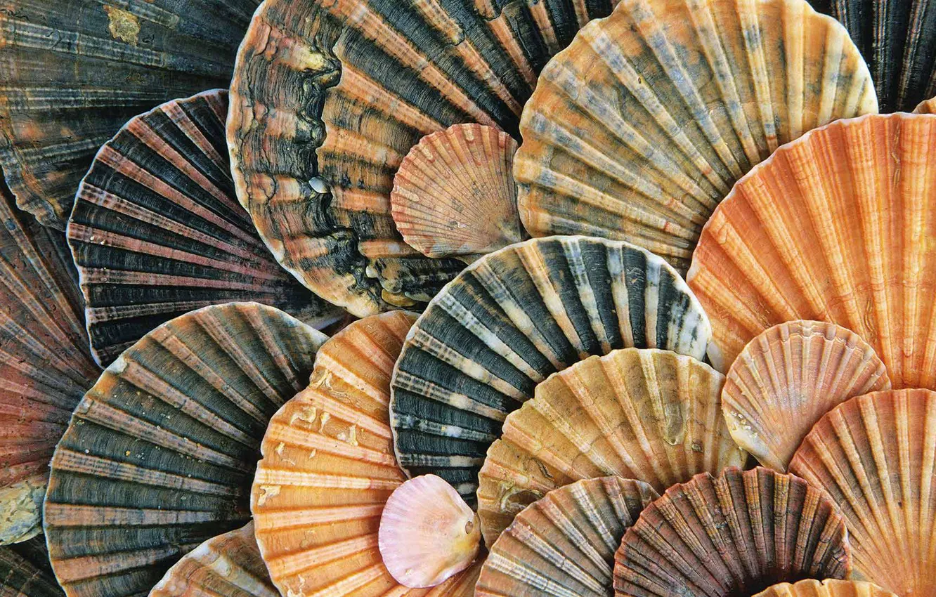 Photo wallpaper sea, shell, the volume, Venus
