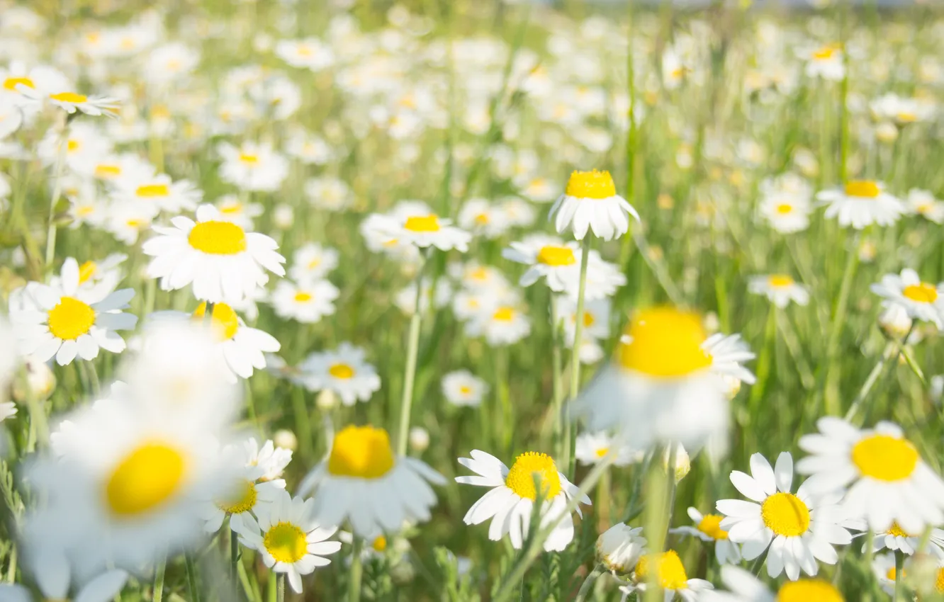 Photo wallpaper field, flowers, chamomile, spring