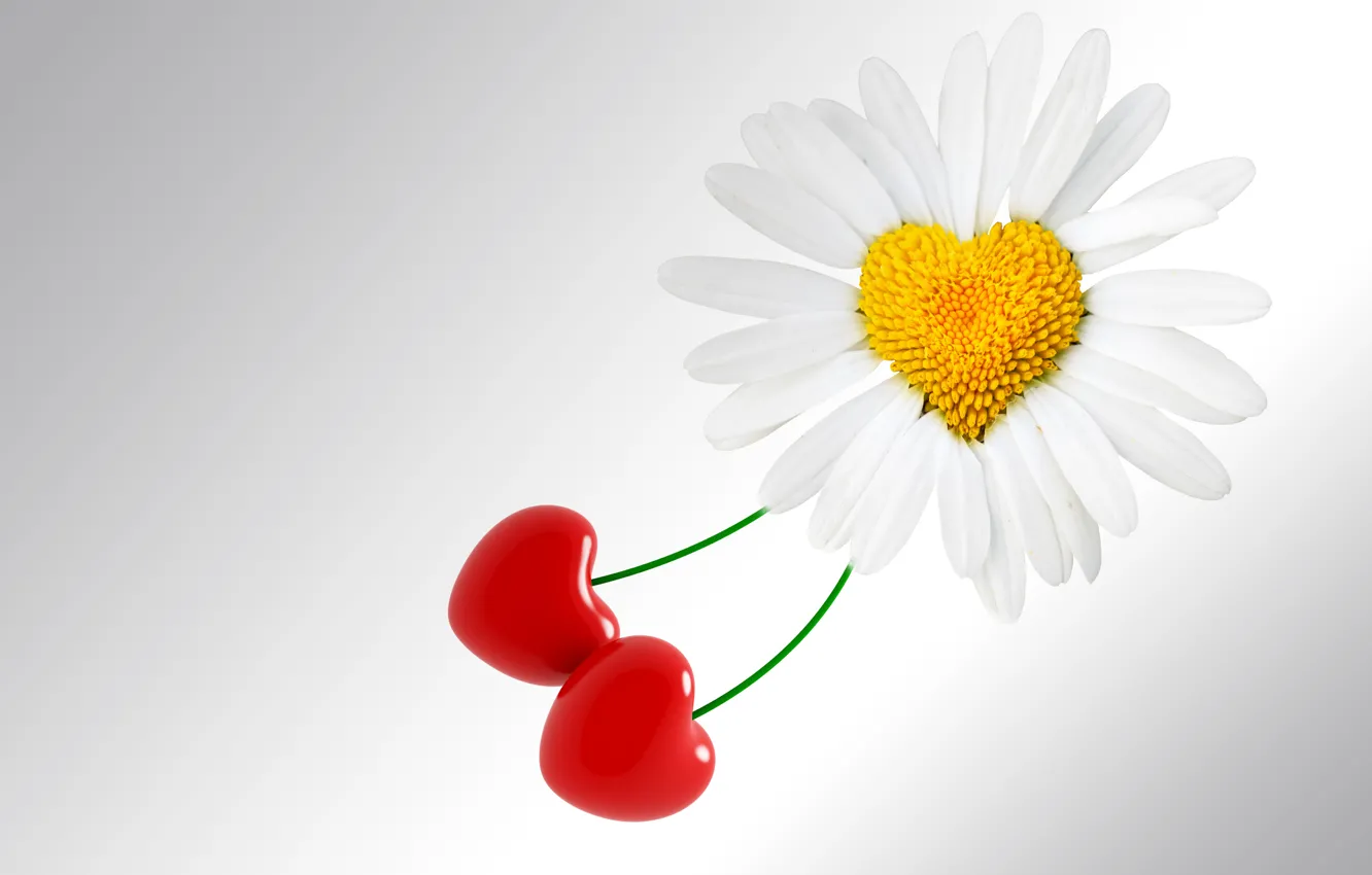 Photo wallpaper flower, background, holiday, heart, Daisy, love, Valentine's day, heart
