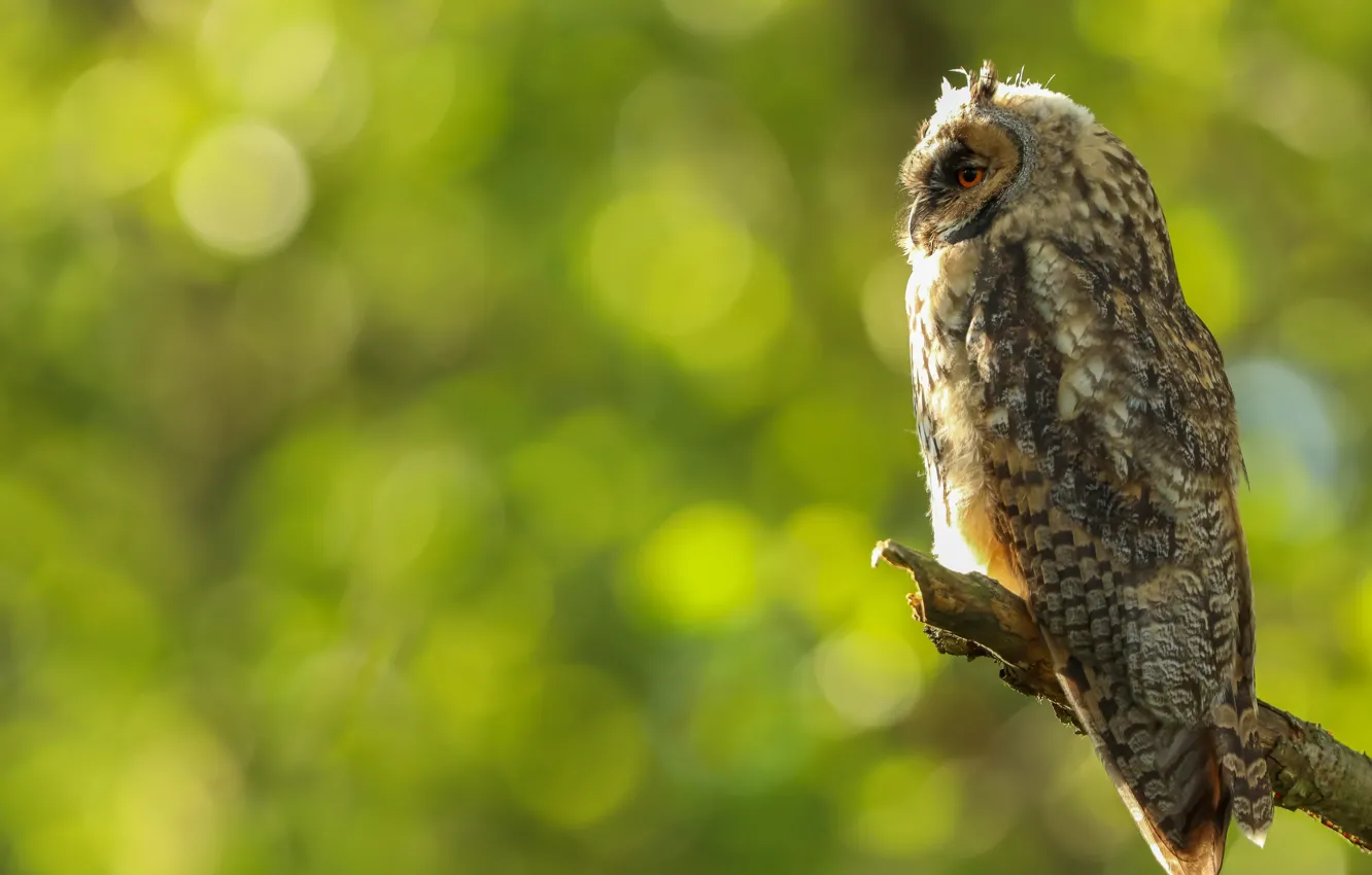 Photo wallpaper owl, bird, profile, bitches, bokeh