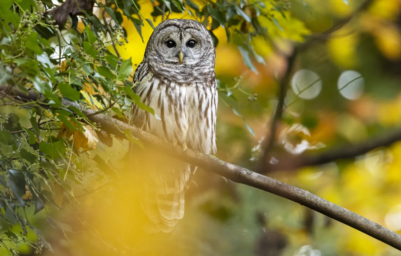Photo wallpaper look, branches, nature, owl, bird, foliage, yellow background, bokeh
