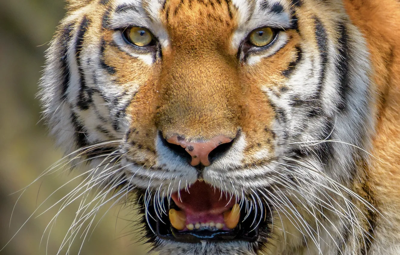 Photo wallpaper look, face, close-up, tiger, wild cat