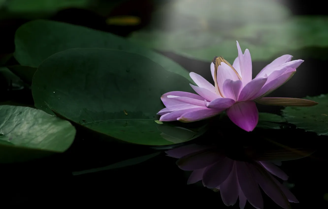 Photo wallpaper leaves, flowers, flowering, pond, water Lily