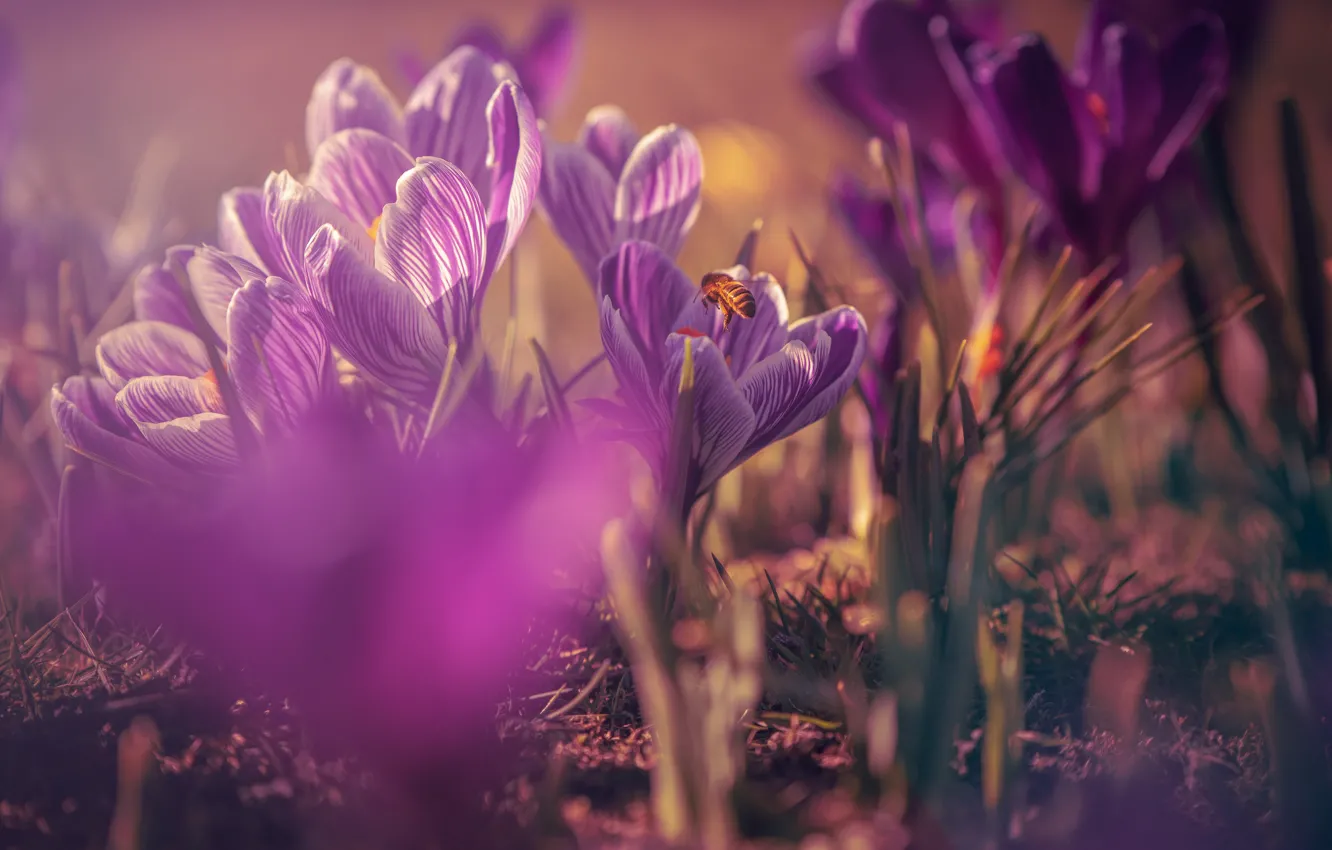 Photo wallpaper purple, flowers, bee, glade, spring, crocuses, insect, lilac