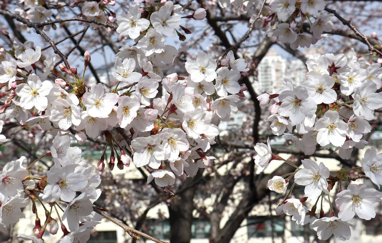 Photo wallpaper nature, cherry, spring, petals, flowering