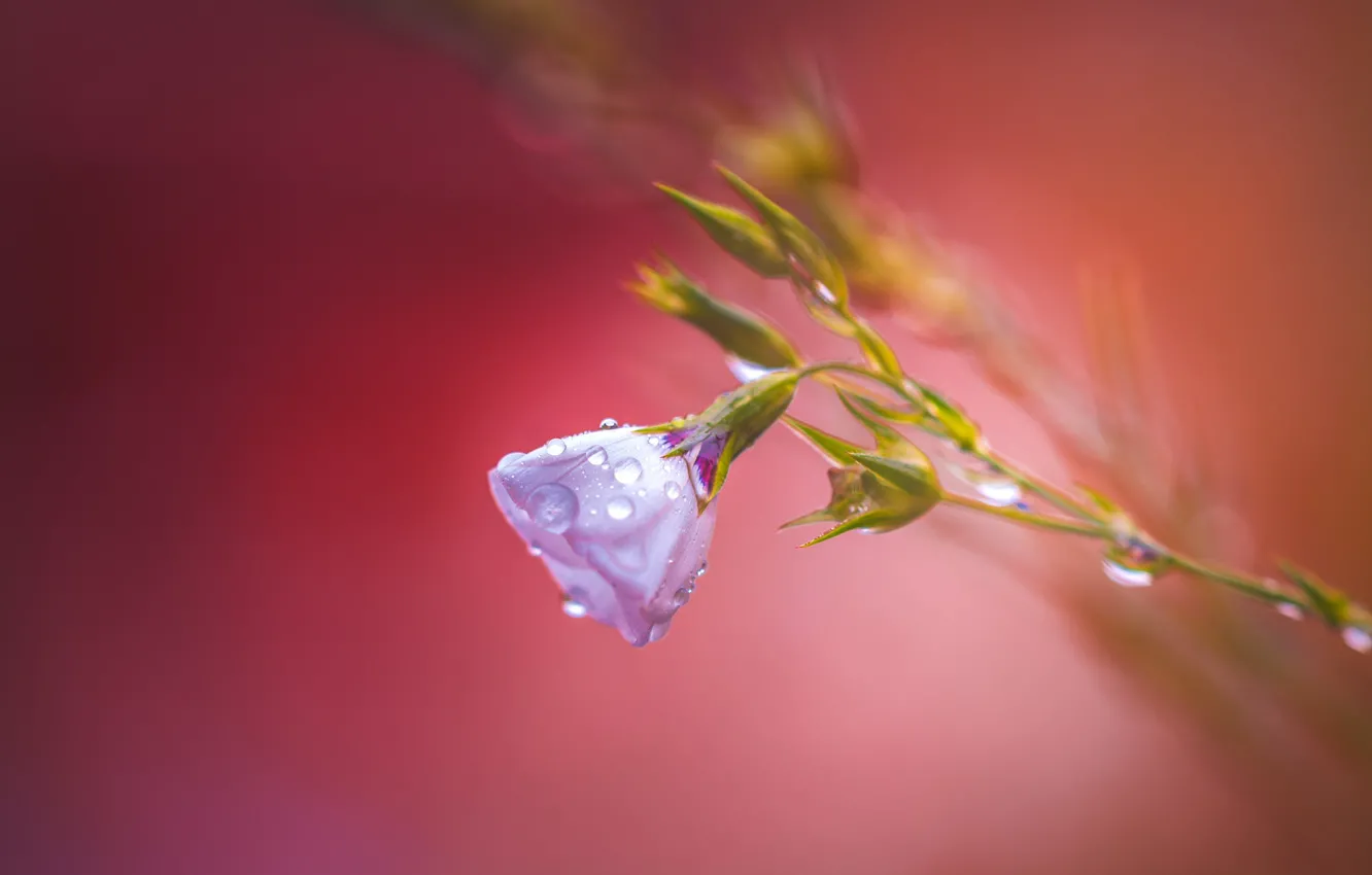 Photo wallpaper flower, background, After rain