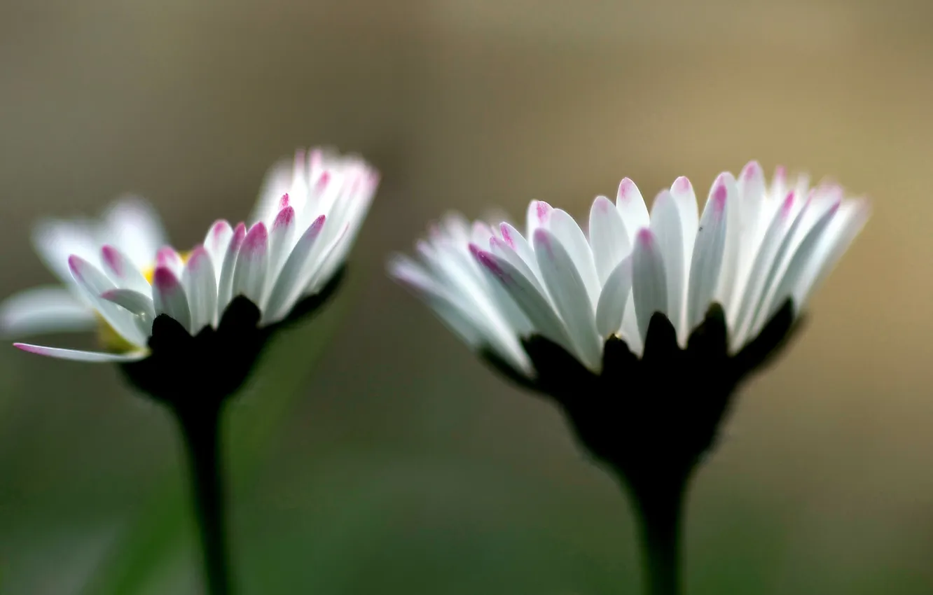 Photo wallpaper flowers, pink, white