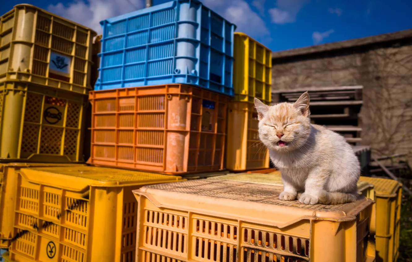 Photo wallpaper cat, background, box