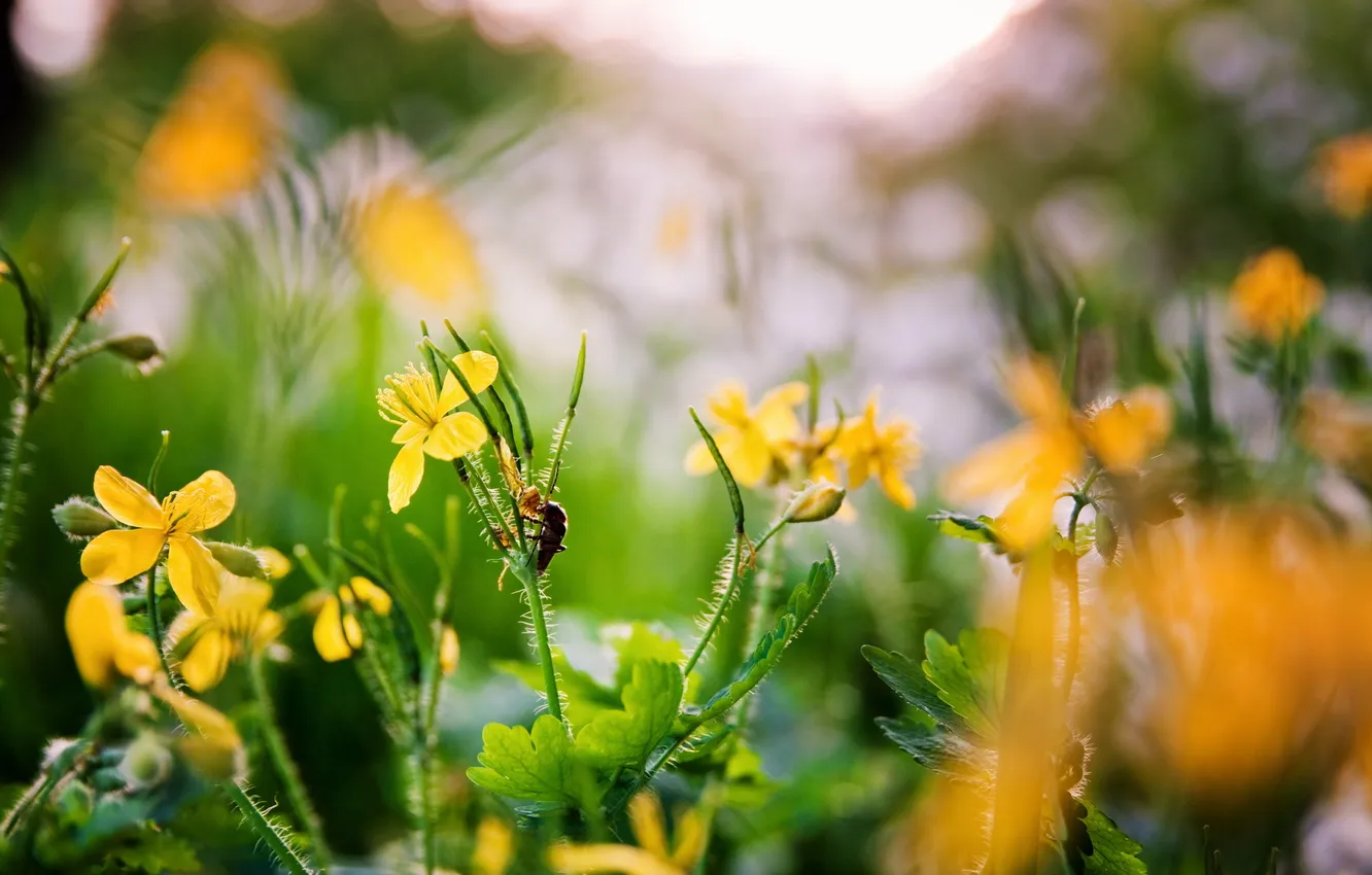 Photo wallpaper summer, flowers, nature