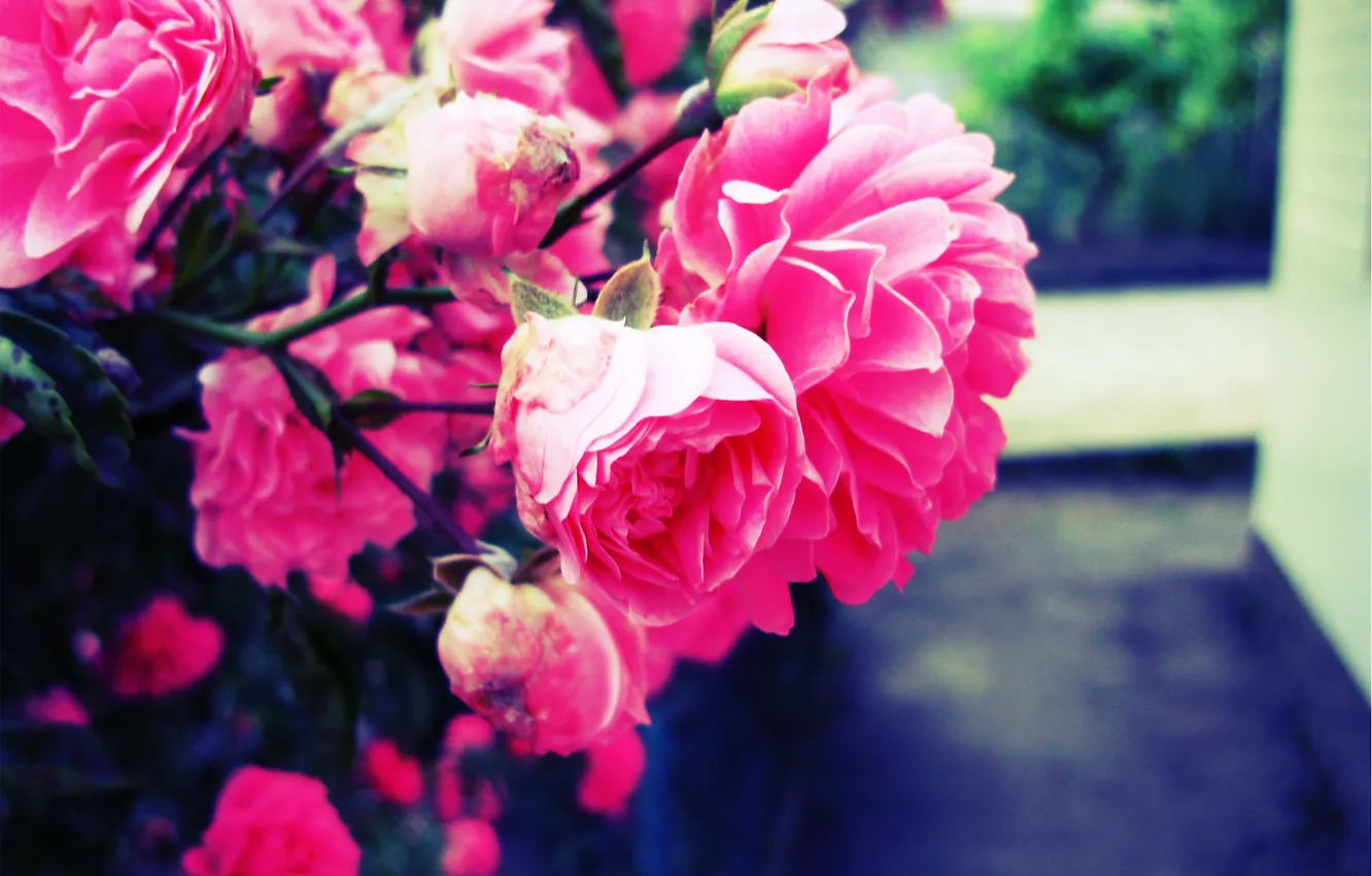 Photo wallpaper flower, pink, Rose, blur