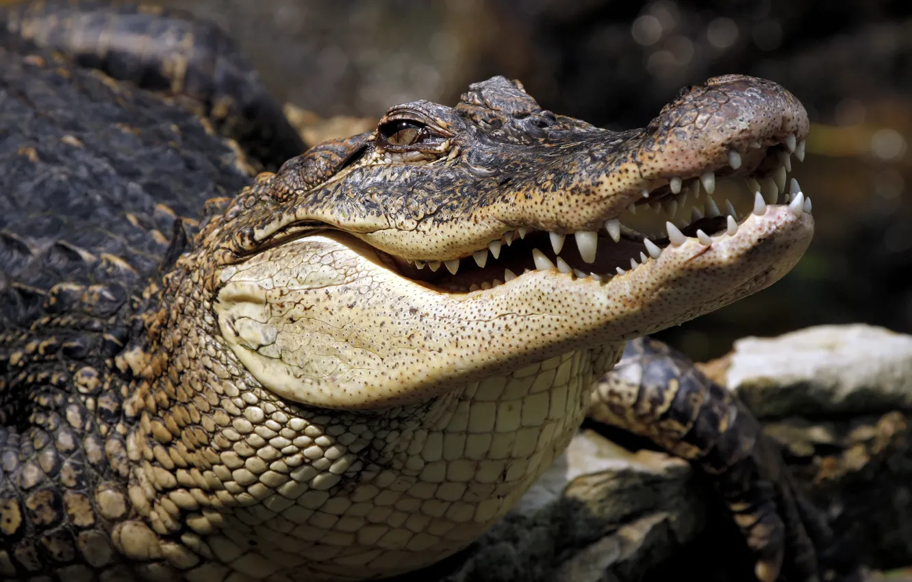 Photo wallpaper lizard, Crocodile, reptile