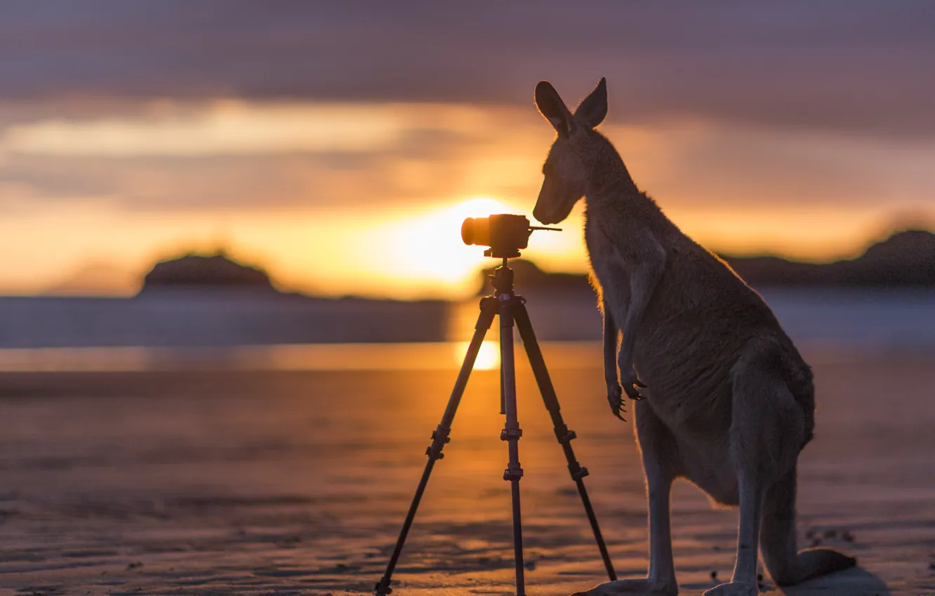 Photo wallpaper Sunset, Australia, Australia, Kangaroo, Daintree National Park, Kangaroo, Myall Beach, Kangaroo checking out camera