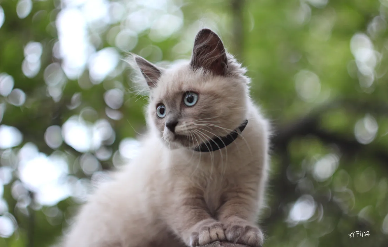 Photo wallpaper Cat, kitty, on the tree, blue-eyed, bokeh, Siamese