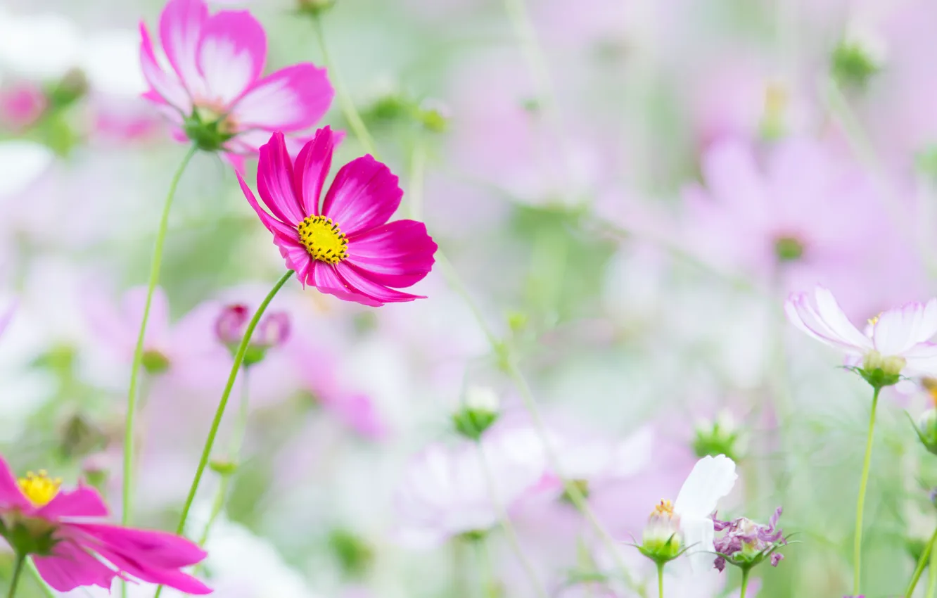 Photo wallpaper nature, petals, stem, kosmeya