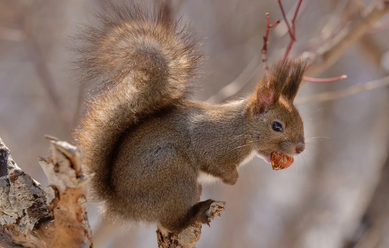 Photo wallpaper Japan, Hokkaido, tail, rodent, red squirrel