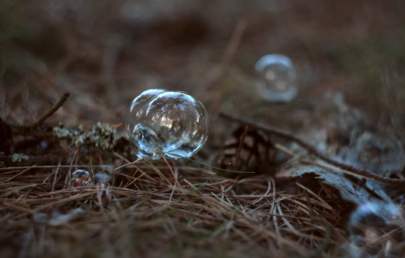 Photo wallpaper forest, grass, needles, branches, transparent, bubble, Helios, helios