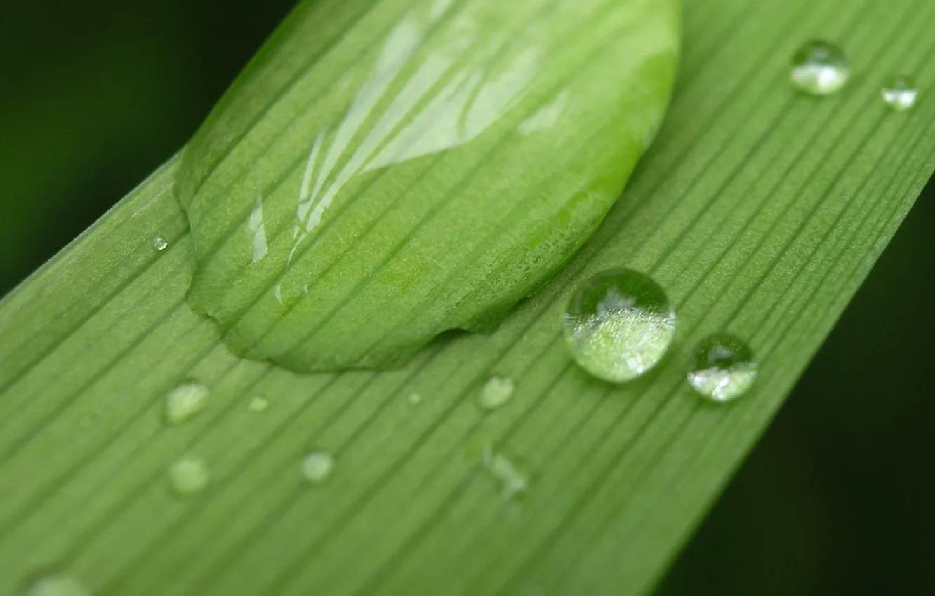 Photo wallpaper rain, leaf macro photo, a drop of water