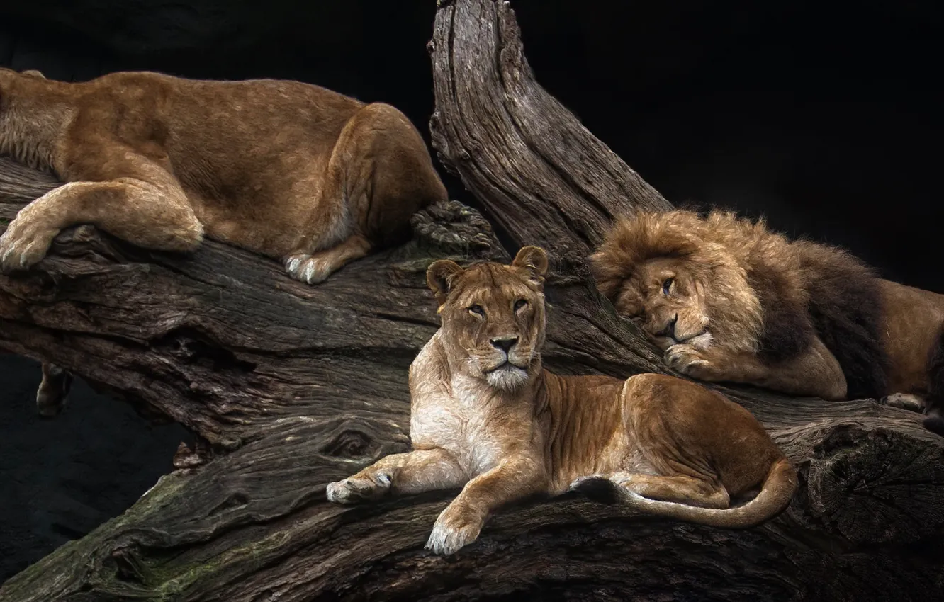 Photo wallpaper trees, Leo, pride