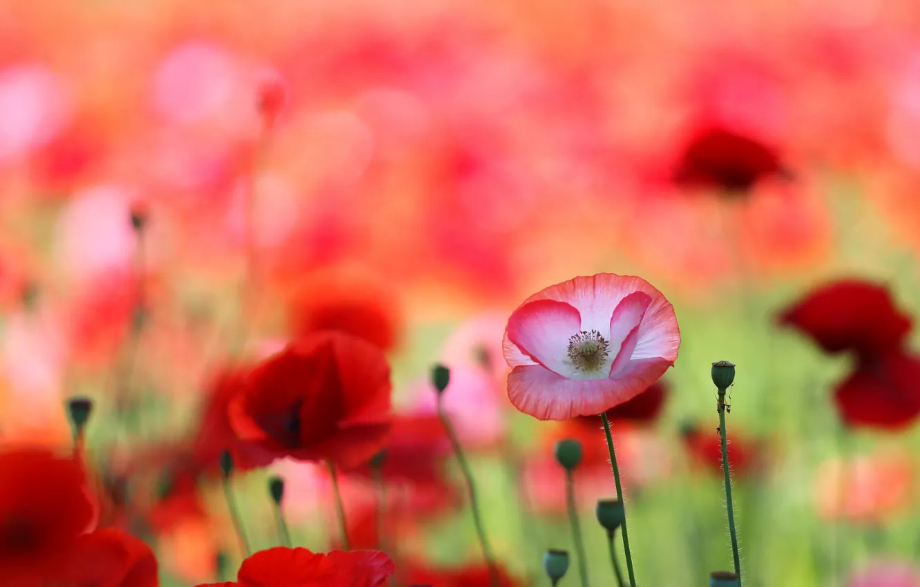 Photo wallpaper summer, nature, Maki