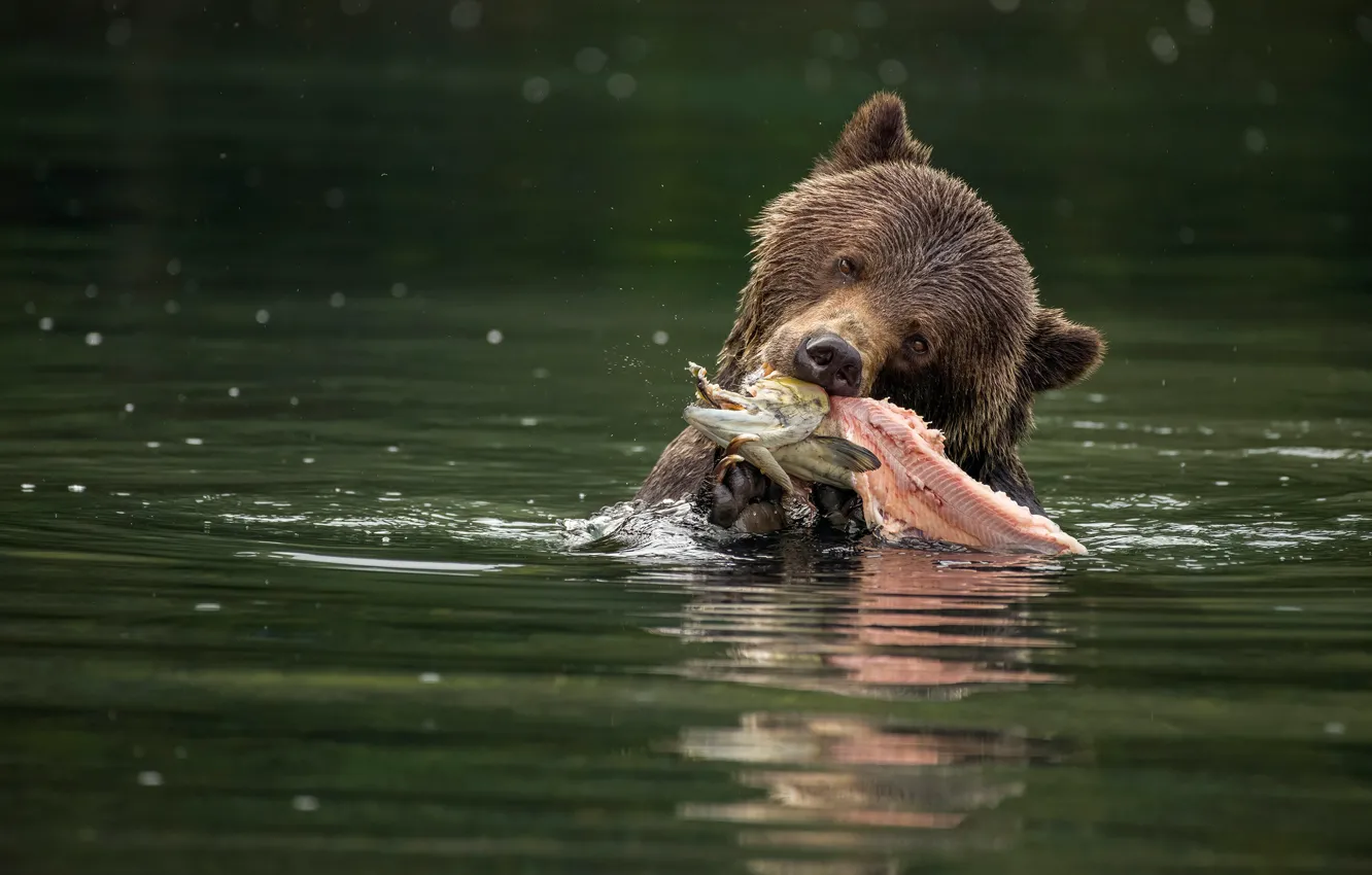 Photo wallpaper face, nature, pose, shore, fishing, fish, bear, bathing
