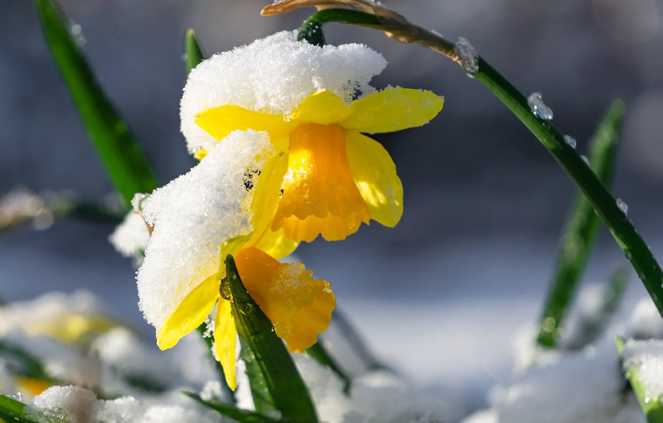 Photo wallpaper snow, yellow, daffodils